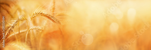 Fotomural Golden wheat field in late summer
