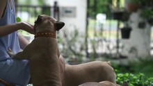 weimaraner