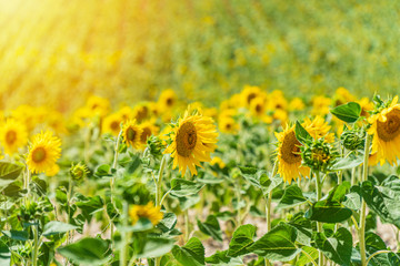 Field of blooming sunflowers