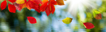 Image Of Autumn Leaves Above The Water