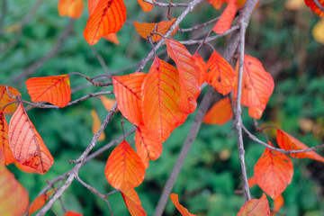 Wall Mural - Bright orange leaves. 