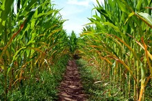 A Corn Maze Or Maize Maze - Maze Cut Out Of A Corn Field. Narrow Path Inside A Corn Maze. Footpath Between Stalks And Leaves On The Corn Field. Popular Tourist Attraction