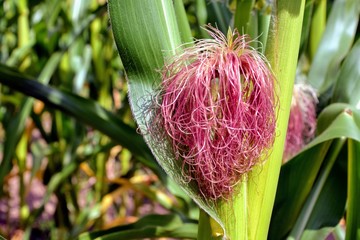 Corn blooming. Stigmas from female maize flowers, popularly called corn silk. The female flowers have enormously long styles, which turn reddish-pink