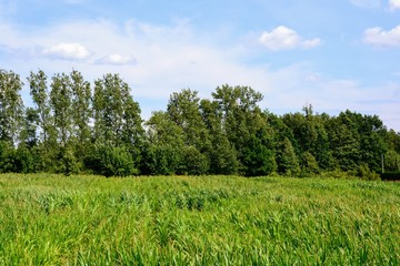 Wall Mural - Summer rural landscape, panorama with a field and the blue sky with some fluffy clouds. Agriculture concept. Green leaves of corn field under blue sky 