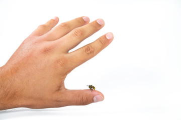 Close up view of bee sting mans finger isolated on white background. Wasp on human finger, most people have allergic reaction after which is usually swelling and pain