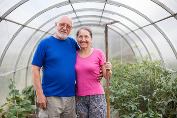 Wall Mural - Elderly man and woman working in  vegetable  garden