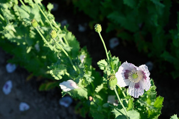 Wall Mural - White poppy flowers outdoors in nature.