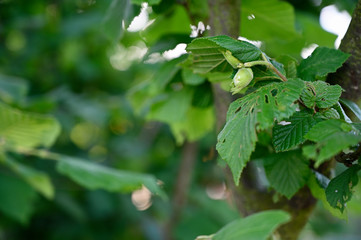 Sticker - Green hazelnut peel and leaves on tree.