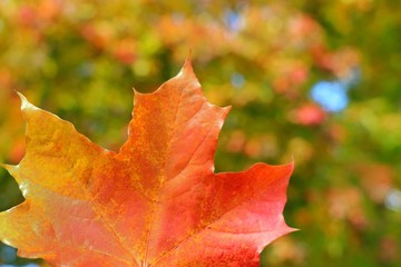 Wall Mural - Soft focus of red maple leaf with blurred of colorful tree leaves background. Nature in autumn background concept.