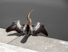 Anhinga Drying Its Wings At Lake Edge