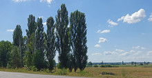 Close-up Of Poplars Standing On The Road In Ukraine