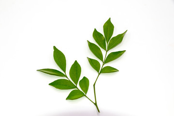 Orange jasmine leaves isolate on white background.(Murraya paniculata)