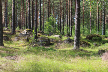Wall Mural - Big stones in fir forest on a summer day