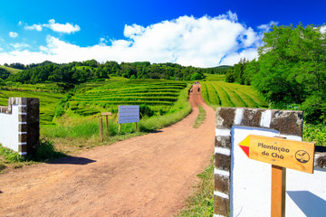 Canvas Print - Plantation de thé Sao Miguel Açores