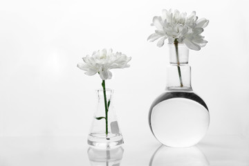 Wall Mural - white flower in round and erlenmeyer science flask in white botanical cosmetic laboratory