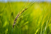 Fungal Diseases On The Ear Of Brewing Barley.