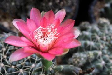 Wall Mural - Pink cactus flowers blooming in pot at cactus  garden,desert plant,freshy flower