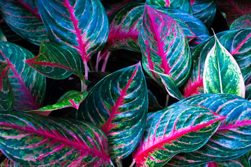 Wall Mural - Tropical leaf,Aglaonema ornamental pink,red and green leaves plant at  garden,nature background