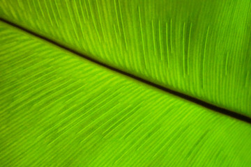 Wall Mural - Green tropical leaf texture nature background