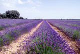 Fototapeta Krajobraz - Lavender fields in La Alcarria, Spain