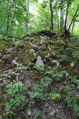 Wall Mural - High stone wall in canyon and forest trees