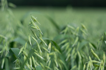 Canvas Print - Green oats in a field on a sunny summer day