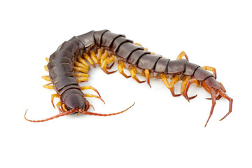 Wall Mural - Image of centipedes or chilopoda isolated on white background. Animal. Poisonous animals.