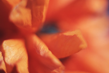 Wall Mural - a red poppy closeup. poppy flower background