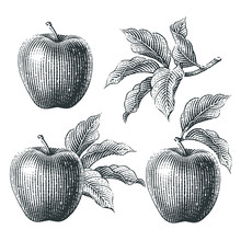 Apples And Apple Trees Branch Composition Set. Hand Drawn Engraving Style Illustrations.