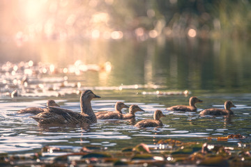 duck family on the pond
