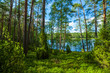 Zielony las jezioro sosny wakacje przyroda