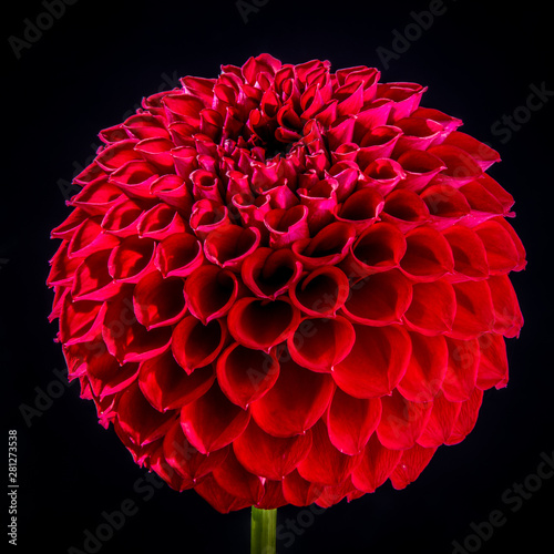 Red Dahlia National Flower Of Mexico Stock Photo Adobe Stock