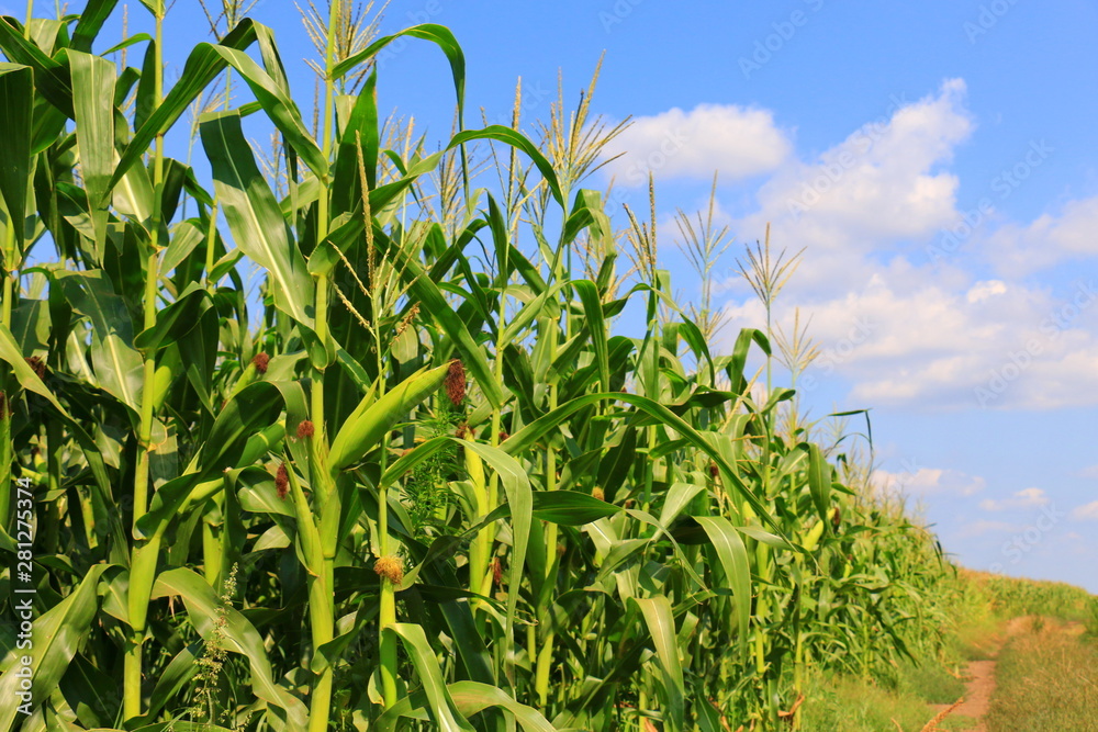 Green field with young corn - obrazy, fototapety, plakaty 