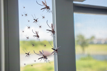 Many mosquitoes flying in to the house while insect net was opened