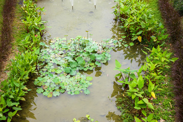 Wall Mural - water lily or lotus flower in the garden pond