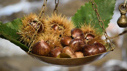 Wall Mural - Castagne ft7110_0093 Chestnuts