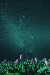 Wall Mural - night landscape with milky way