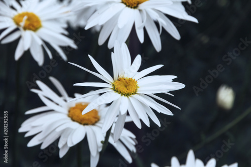 beautiful high garden daisies with white petals close-up on a dark background