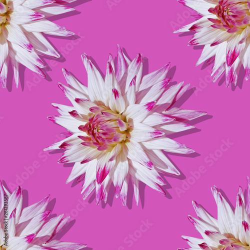 Pattern seamless of dahlias on a pink background.