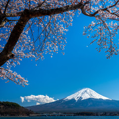 Mt. Fuji in the spring time with cherry blossoms at kawaguchiko Fujiyoshida, Japan.