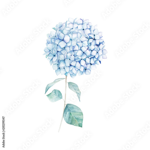 Watercolor hand drawn illustration. Blue hydrangea print. Botanical isolated ...