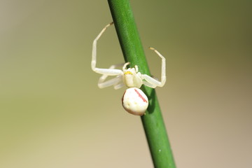 white spider