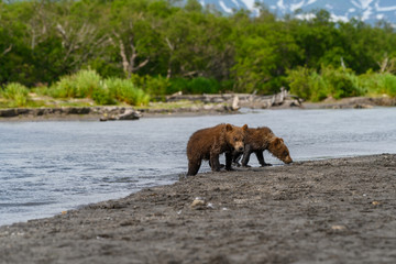 Ruling the landscape, brown bears of Kamchatka (Ursus arctos beringianus)