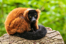 Red Ruffed Lemur Varecia Rubra