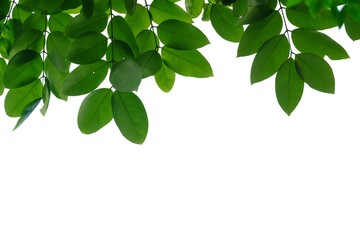 top view tropical tree leaves with branches on white isolated background for green foliage backdrop