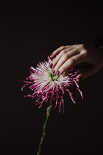 Woman Hand Touching A Chrysanthemum