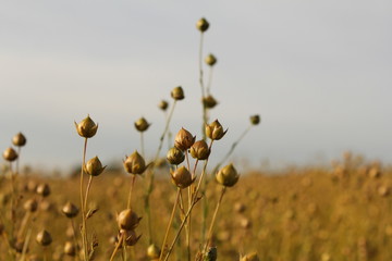 flax seedpods closeup in a large flax field in the dutch countryside in summer