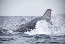Humpback Whale Tail On Surface