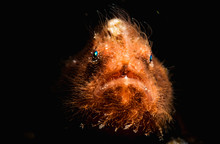 Frogfish Face