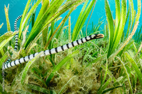 Fotografía Sea Snake in the Seagrass